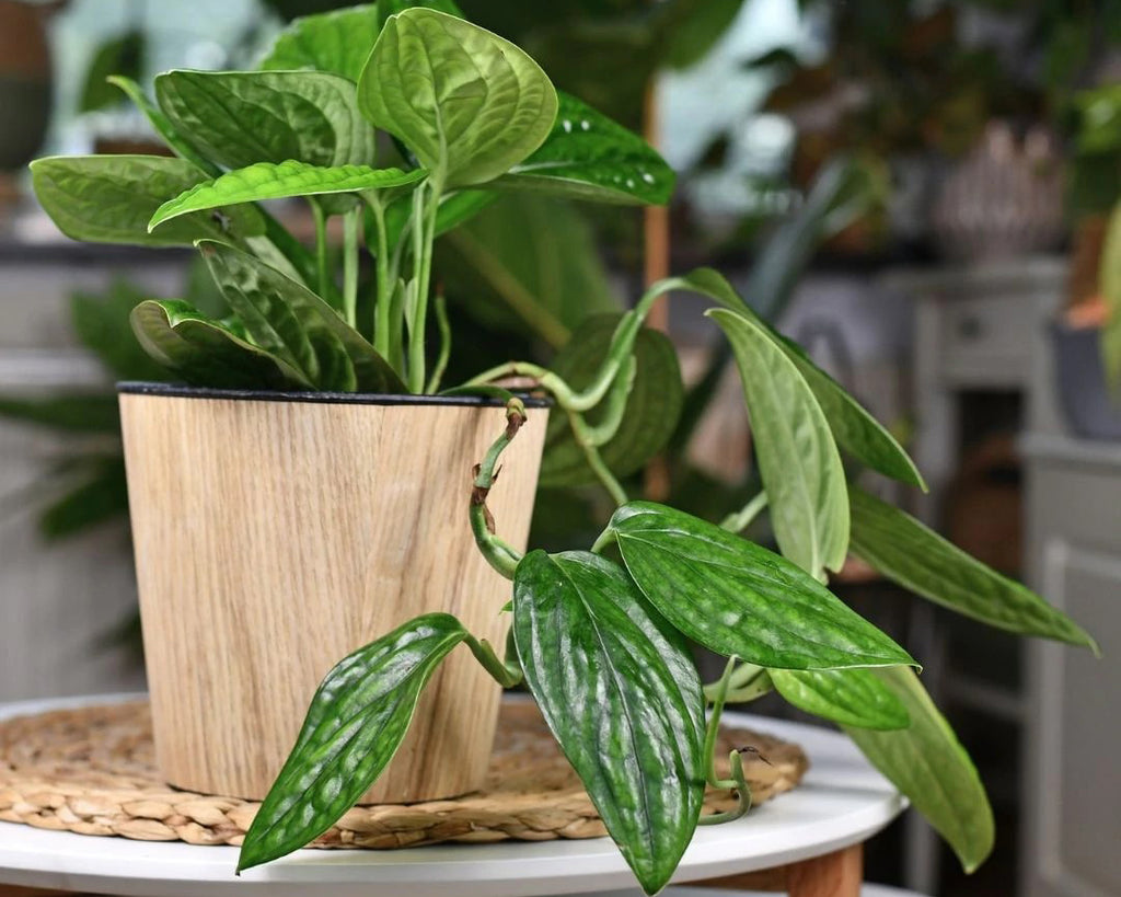 A potted Monstera karstenianum plant seated on a white circular table