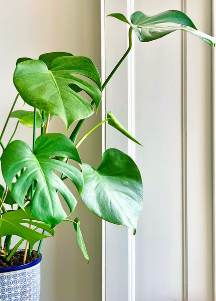 The Sill  How To Care for a Monstera Deliciosa