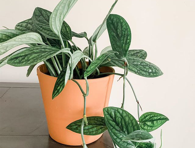 A potted Monstera pinnatipartita on a black table