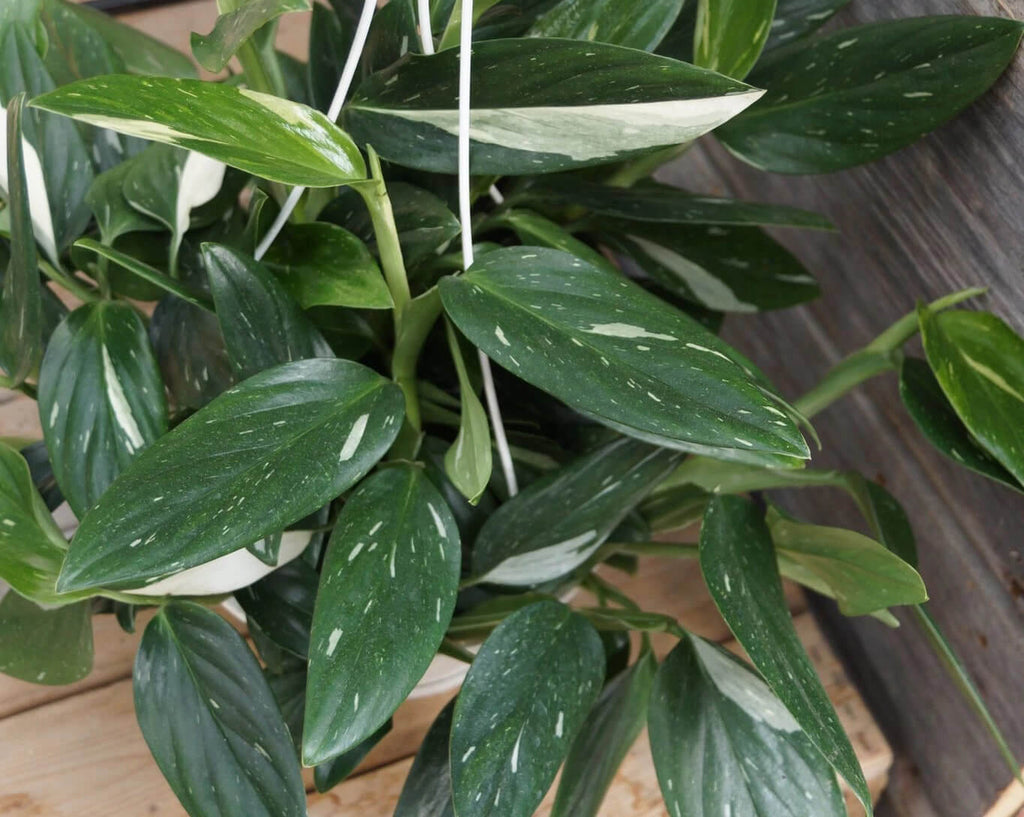 A Monstera standleyana plant placed on a wooden deck