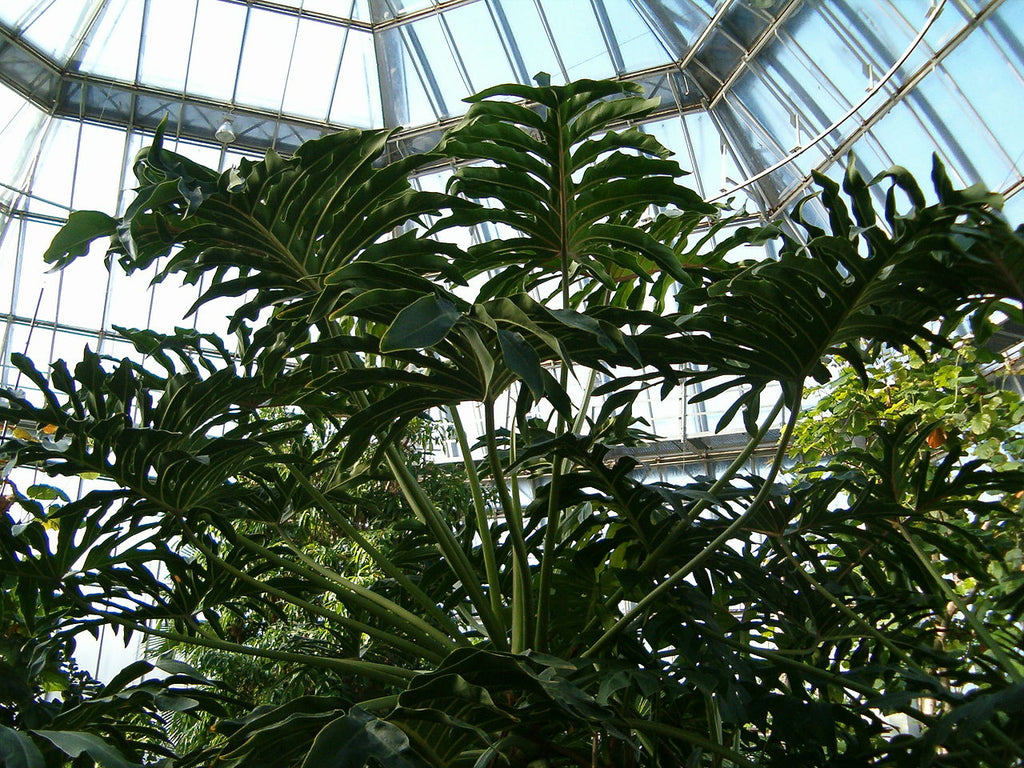 Philodendron Bipinnatifidum plant in an indoor setting