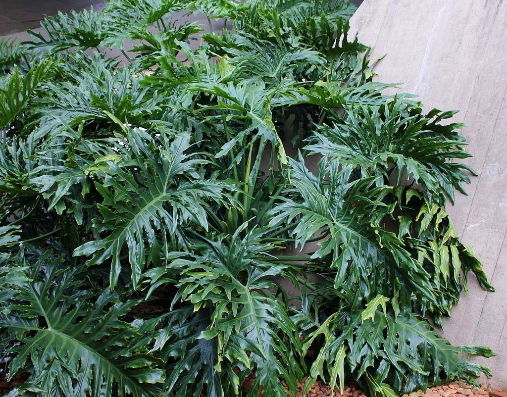 Philodendron bipinnatifidum plant on outdoor setting