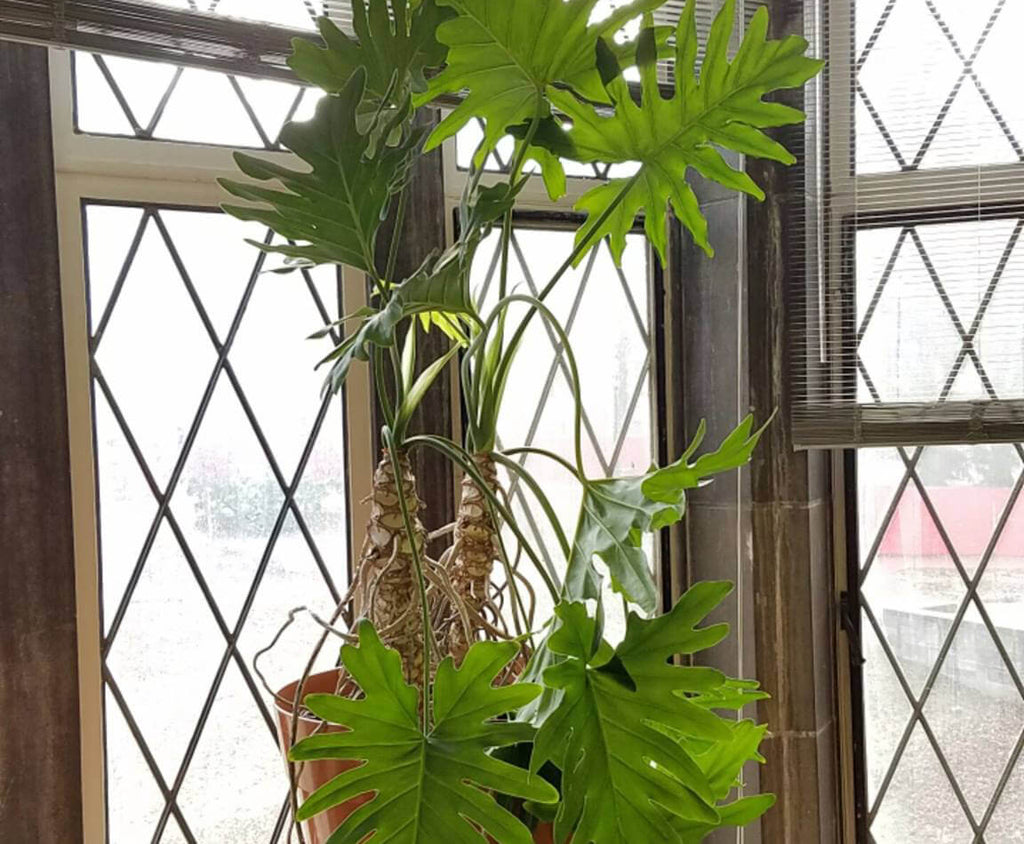 A potted Philodendron bipinnatifidum plant placed beside the window