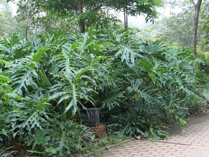 Philodendron bipinnatifidum on pathway