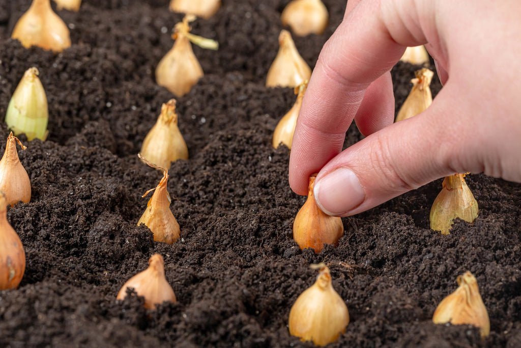Hand planting young onion bulbs on the soil