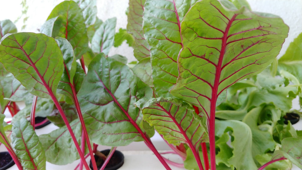 Rhubarb 'Timperley Early'