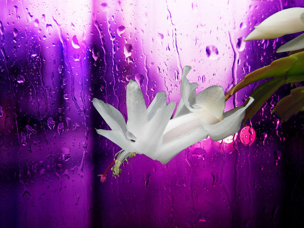 White flower of Thanksgiving cactus placed beside a wet window