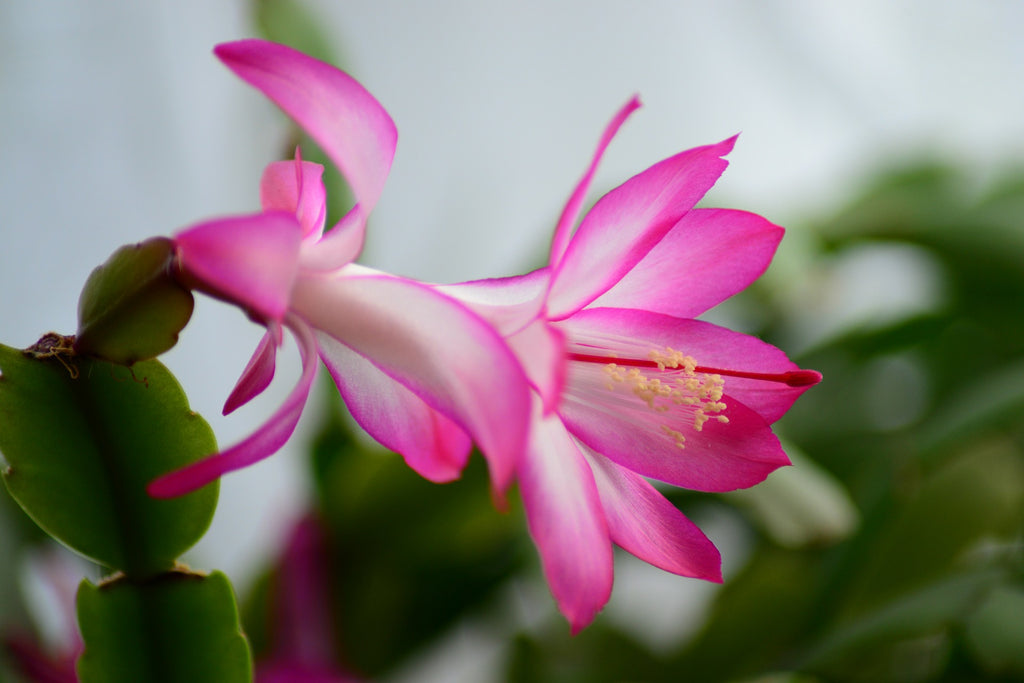 Side view of Schlumbergera truncata pink flower