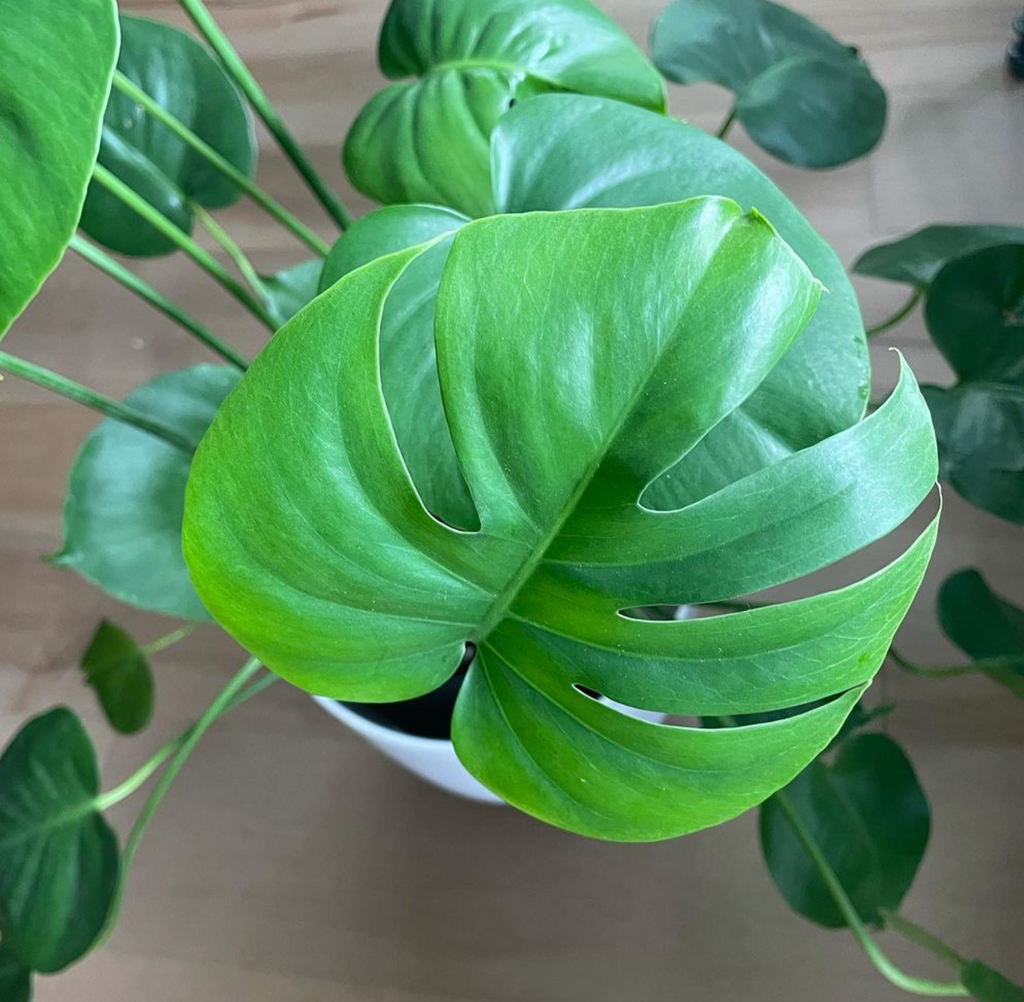 Topview of Monstera borsigniana on a white pot