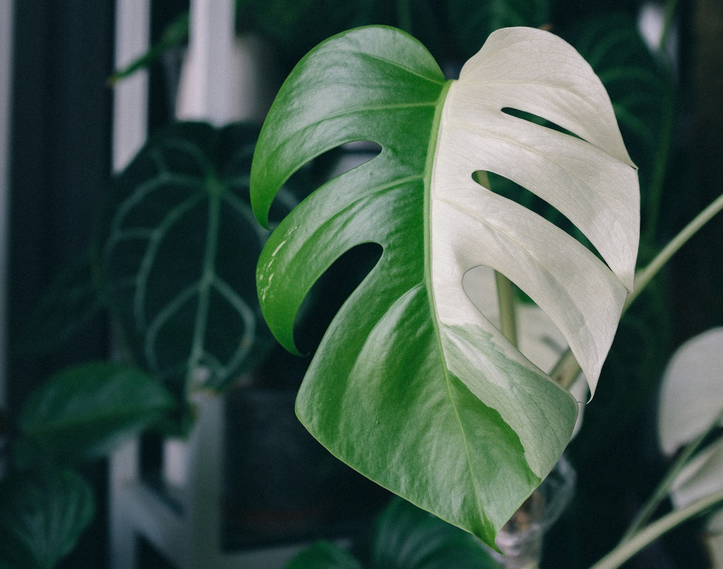 Green white leaves of Monstera plant