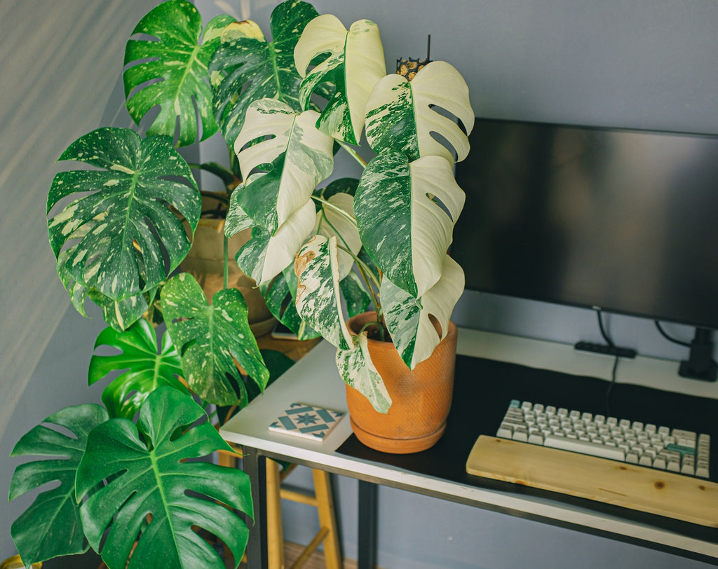 Three variegated monstera plants beside a computer table