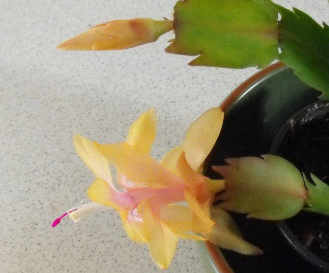 Bloomed and blossomed flowers of Yellow Christmas Cactus