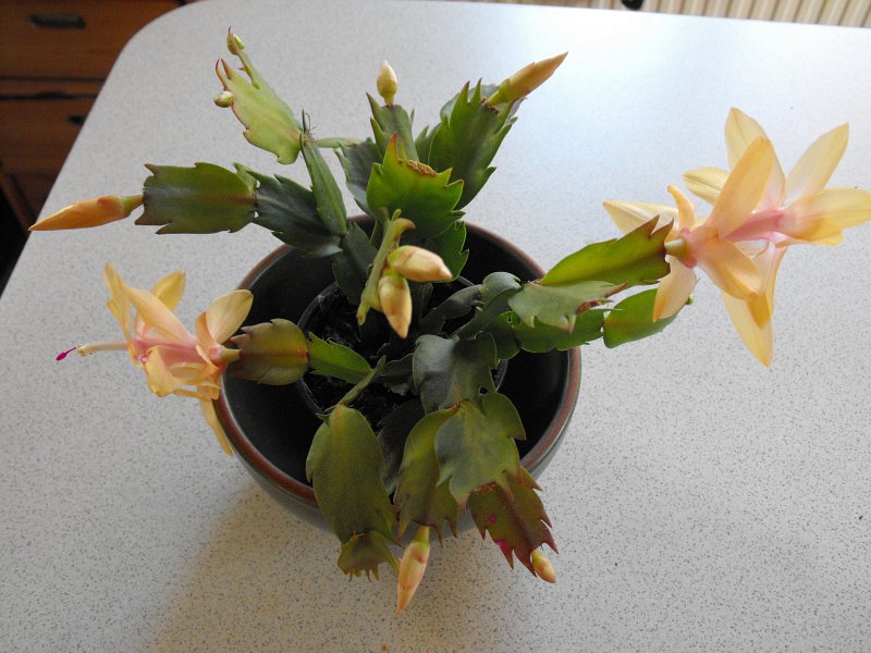 A pot of Yellow Christmas Cactus placed on a white table