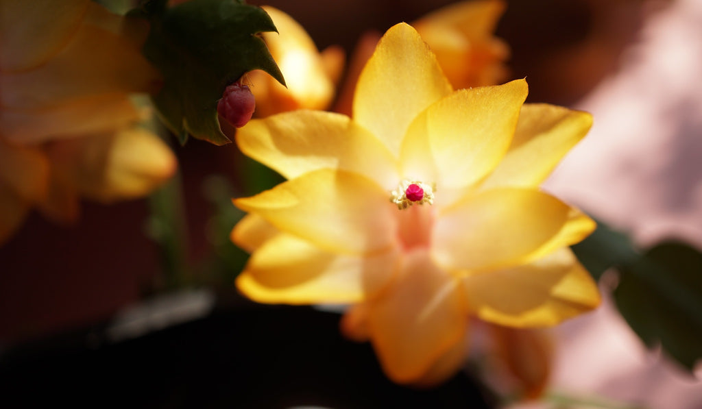 Fully bloomed Yellow Christmas Cactus flower