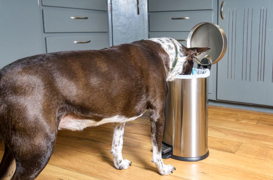 large dog with its head in a trash can