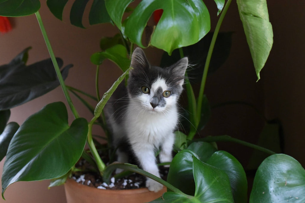 Black and white cat sitting on top of a monster plant