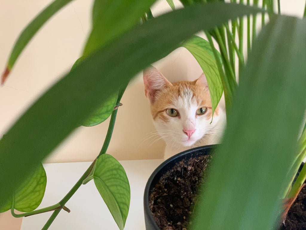 Cat hiding on a black potted plant