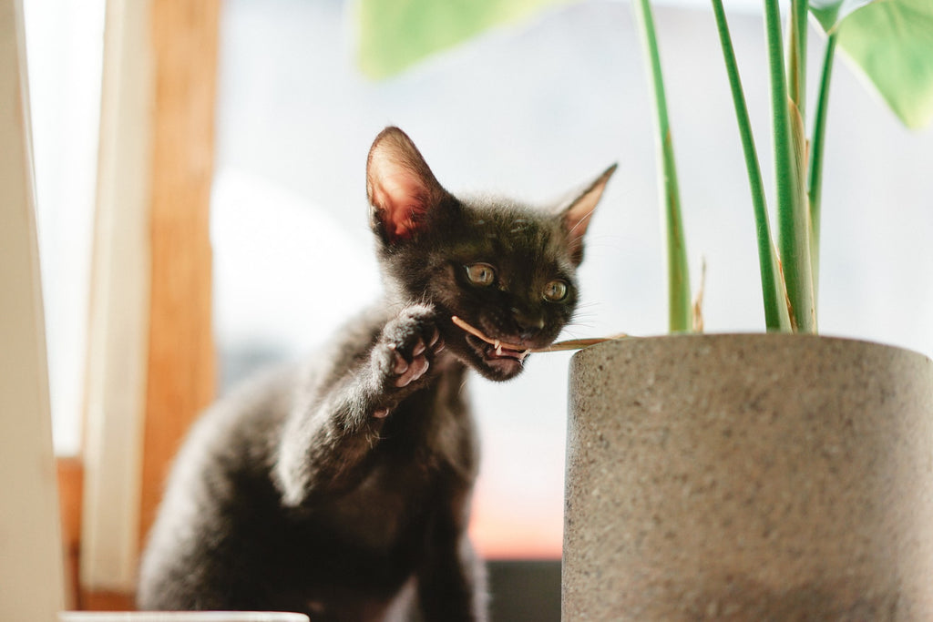 Black cat eating the stem of a house plant