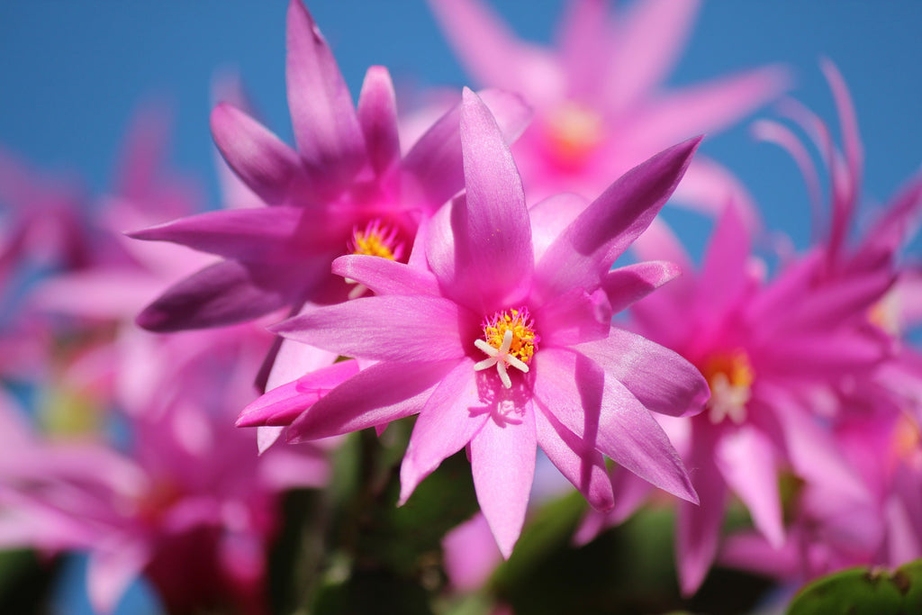 Fully bloomed pink Christmas cactus flowers