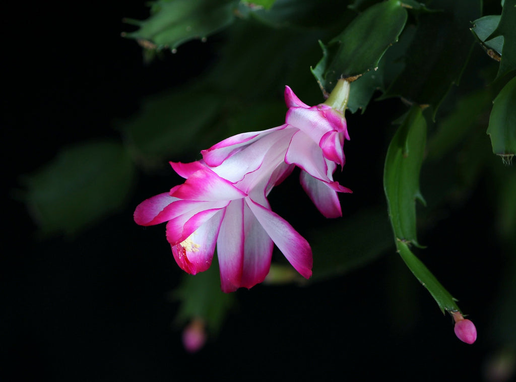 Schlumbergera truncata pink flower facing downward