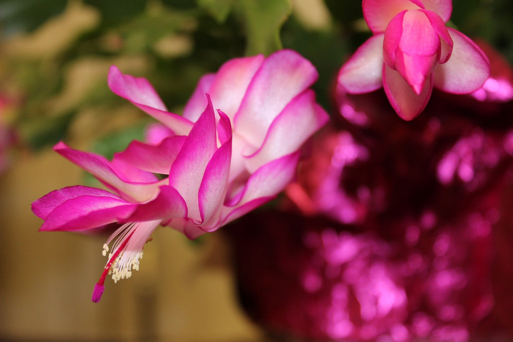 Half bloomed Thanksgiving Cactus pink flower