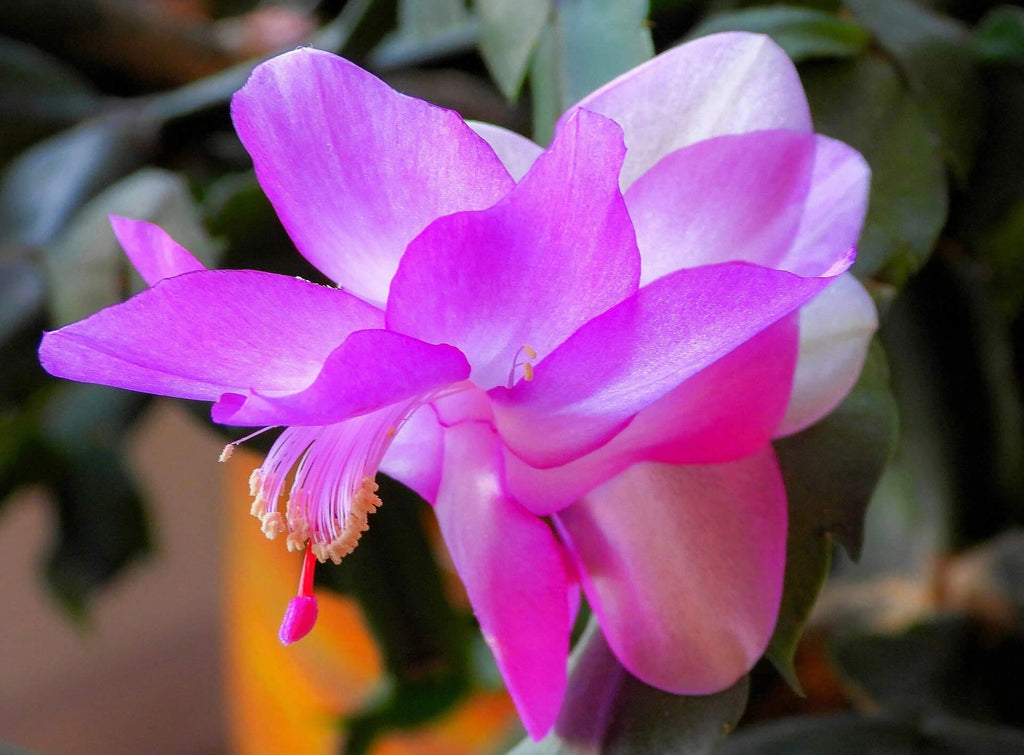 Christmas cactus pink flower