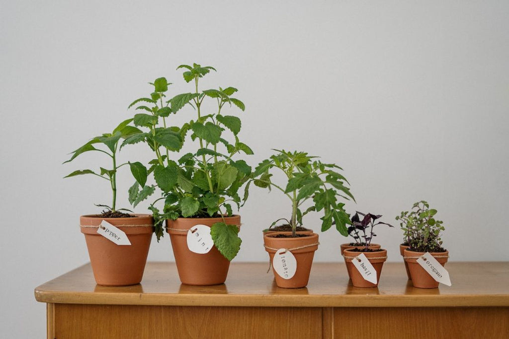 Plants in terracotta pots with plant label