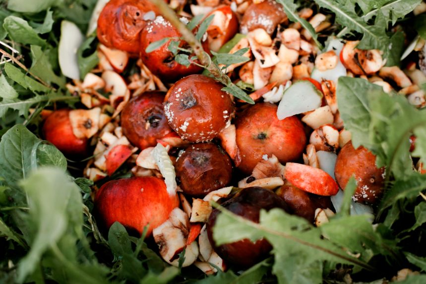 mold helping to decompose rotting fruit