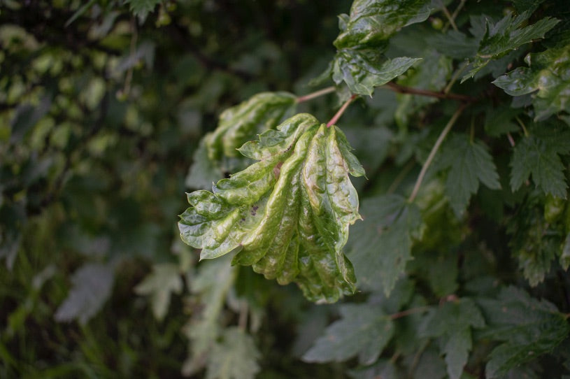 A close-up of a diseased leaf with others in the background