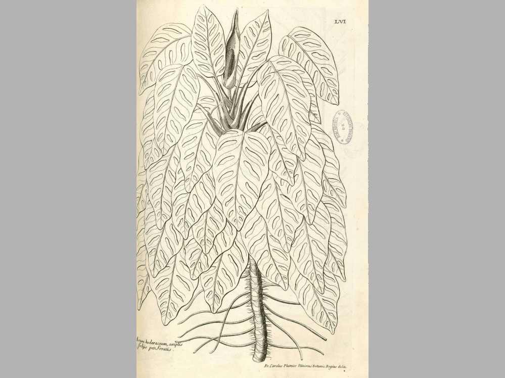 drawn picture of Monstera Adansonii