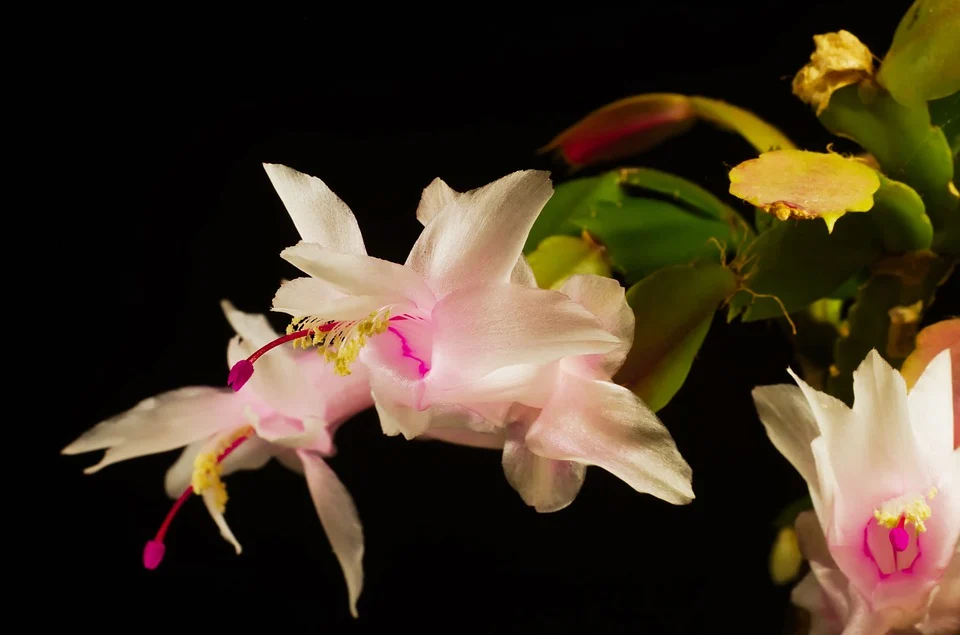 Christmas cactus flower on a black background