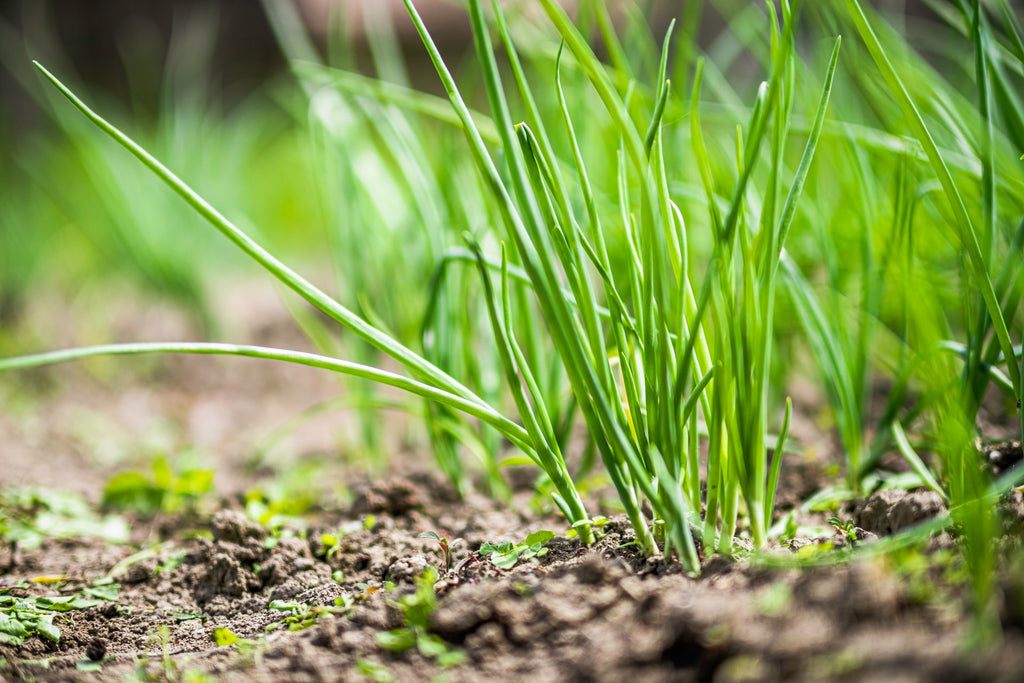 Green onion leaves in the garden