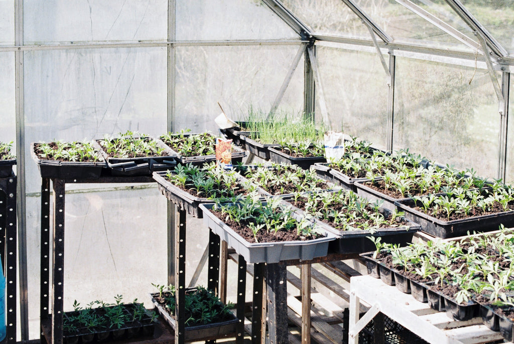 Plant nursery inside transparent greenhouse