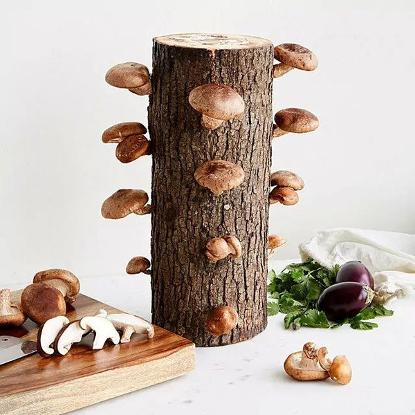 Shiitake mushroom kit from uncommon goods