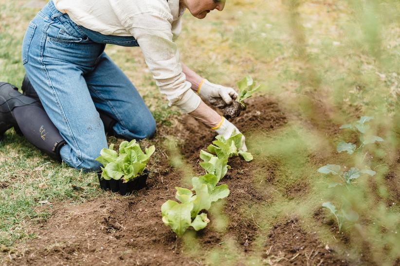 Woman planting lettuce in garden beds