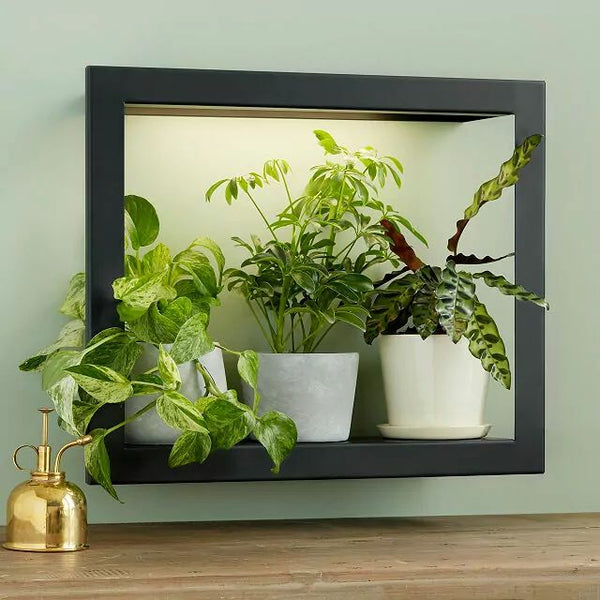 a steel frame with plants on it