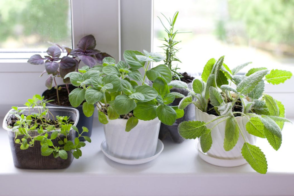 herb garden on a windowsill