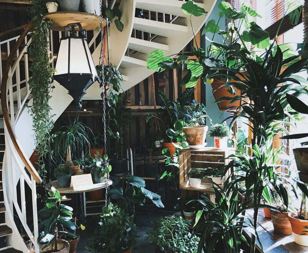 Indoor plants beside window with direct light