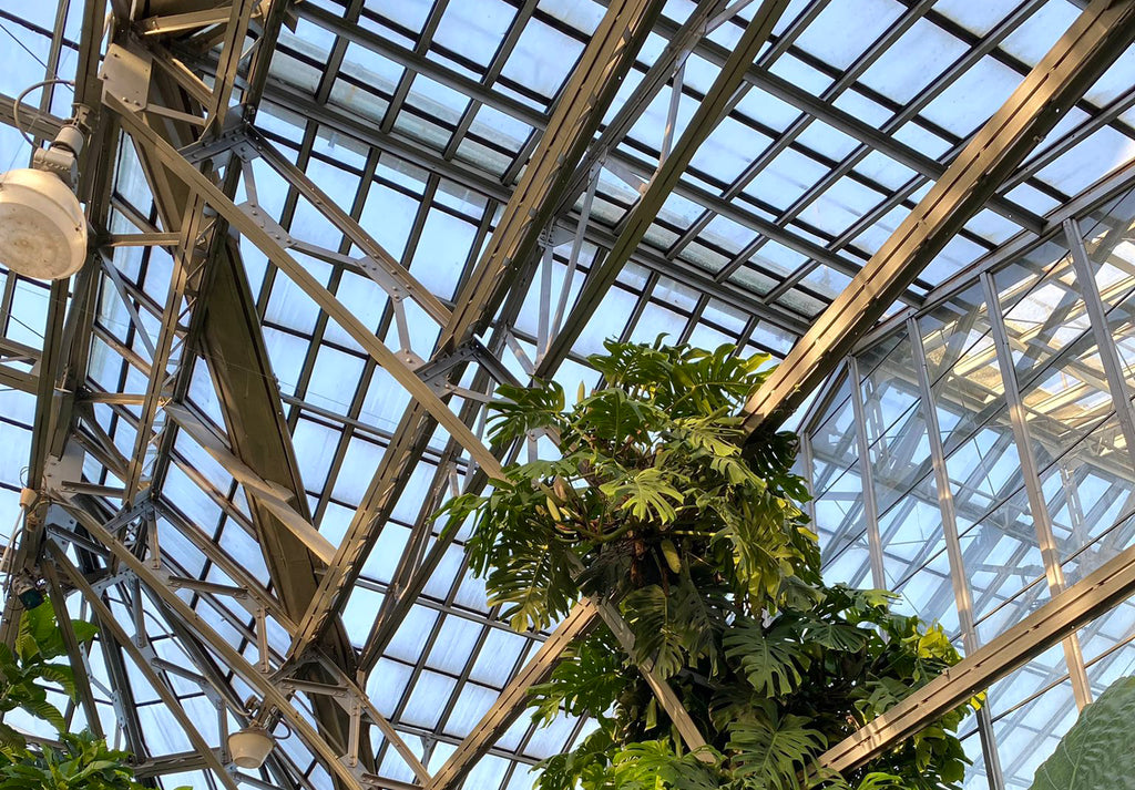 Monstera plant inside Garfield Park Conservatory