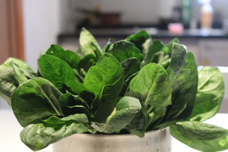 leafy greens in a container on a countertop