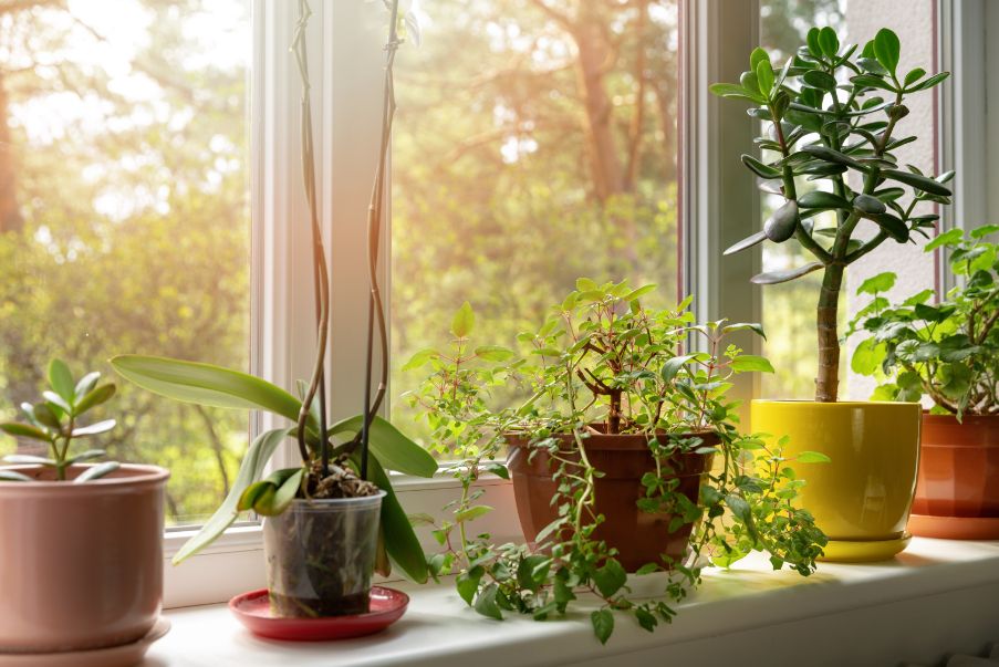 plants on a sunny windowsill