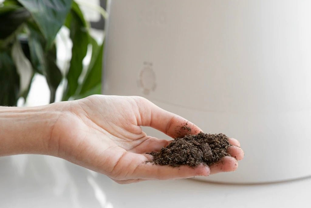 person holding a handful of dirt of Lomi