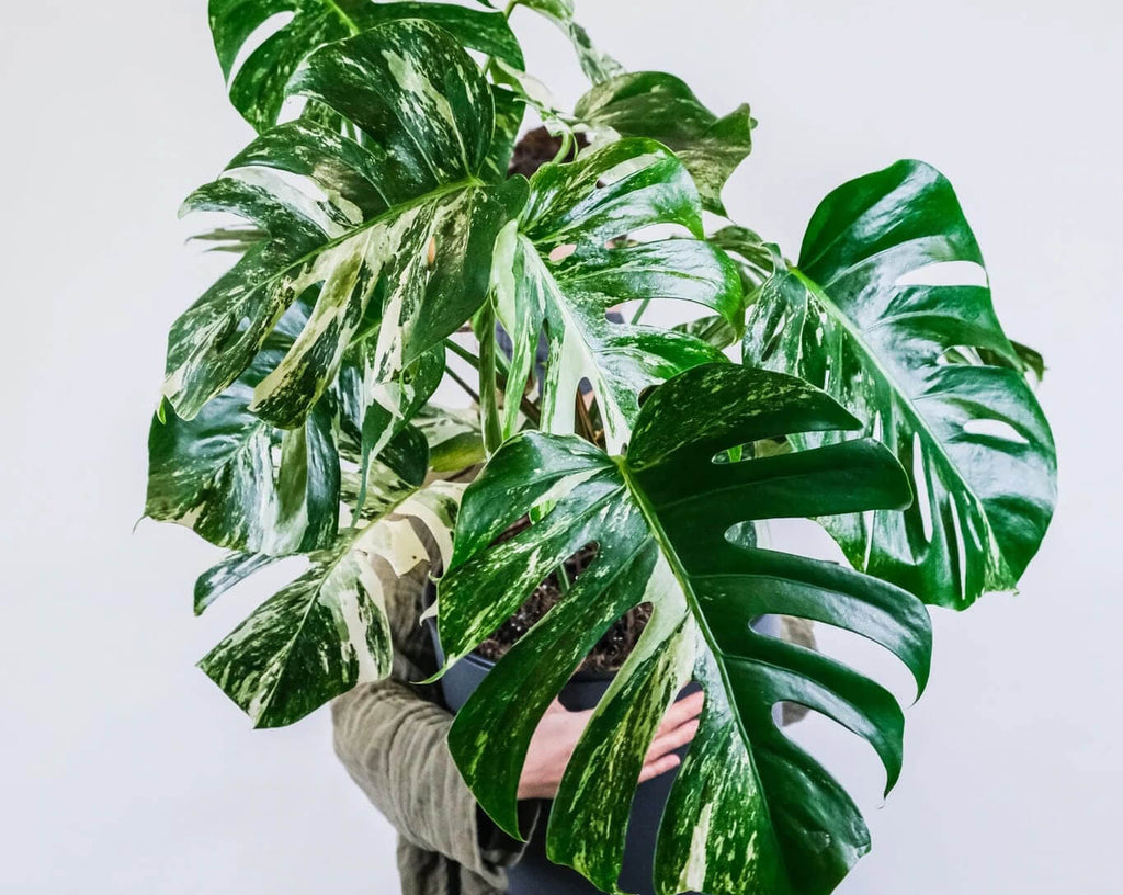 person holding a pot of variegated monstera