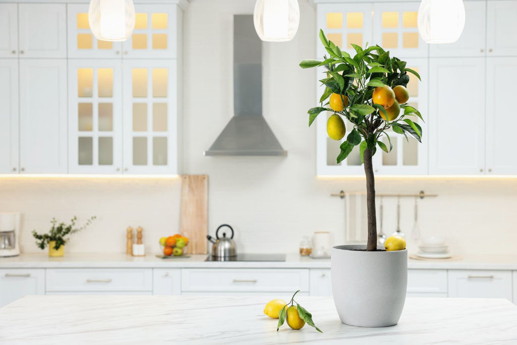 a small lemon tree in a pot on a countertop