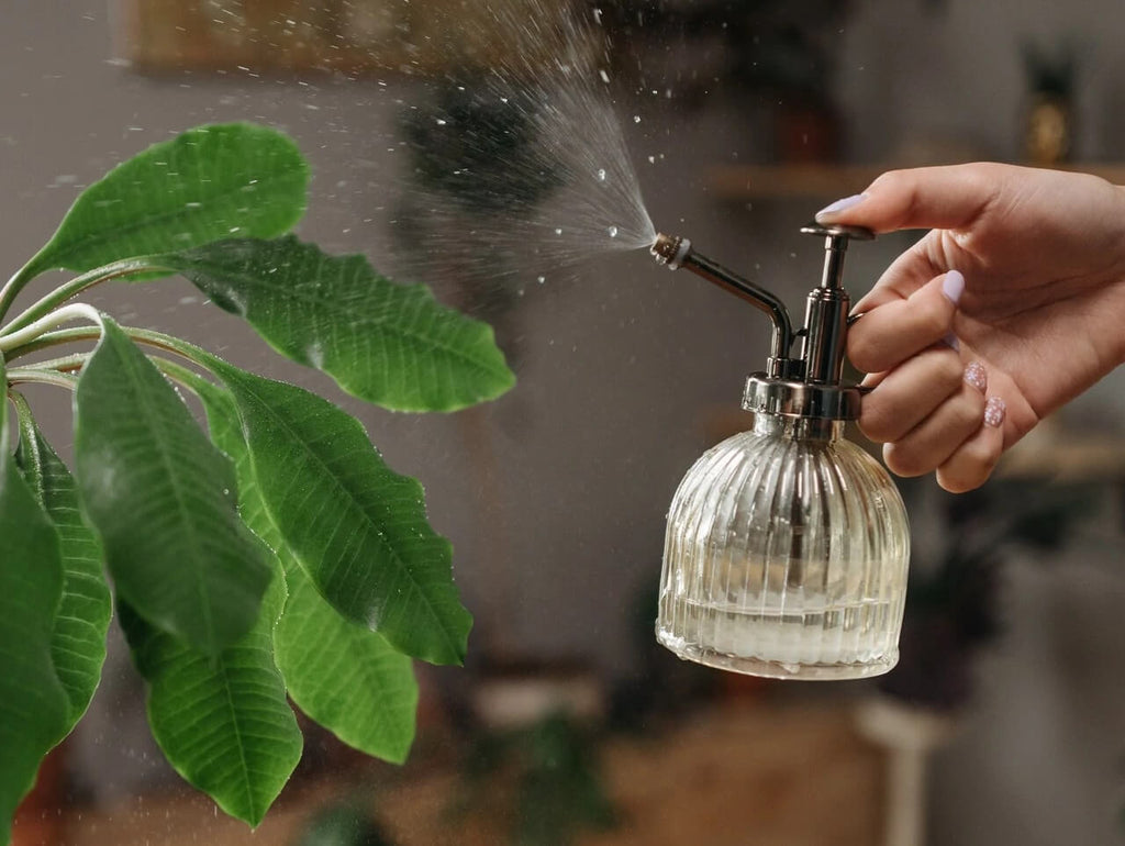 Person misting plants using a spraying bottle