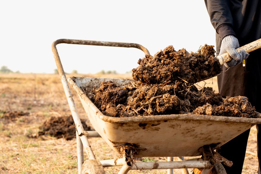 gloved hand shoveling manure in wheelbarrow