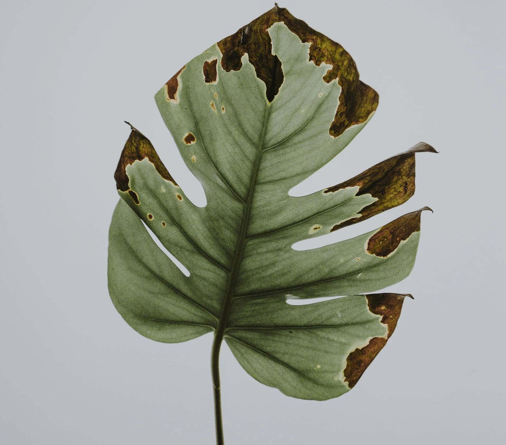 Monstera leaf turning brown