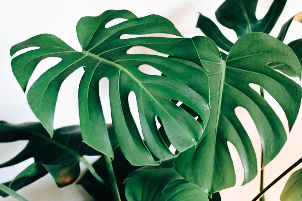 Closeup of monstera deliciosa green leaves