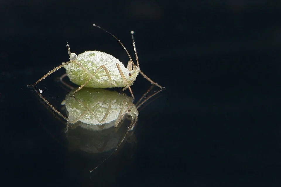 Aphid in black background
