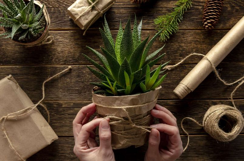 a plant wrapped up as a gift